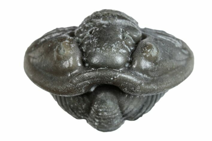 Wide Enrolled Flexicalymene Trilobite - Mt Orab, Ohio #257790